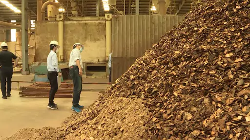 Doanh nghiệp Phú Yên: “khát” nguồn cung gỗ sản xuất viên nén xuất khẩu