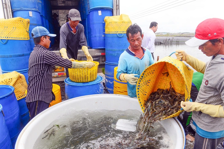 Thu hoạch tôm ở Sóc Trăng để xuất khẩu - Ảnh: QUANG ĐỊNH