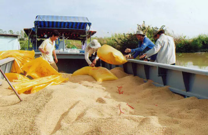 Đơn hàng xuất khẩu tiếp tục tăng, giúp Việt Nam thu gần 1,43 tỷ USD từ xuất khẩu gạo trong quý I/2024.