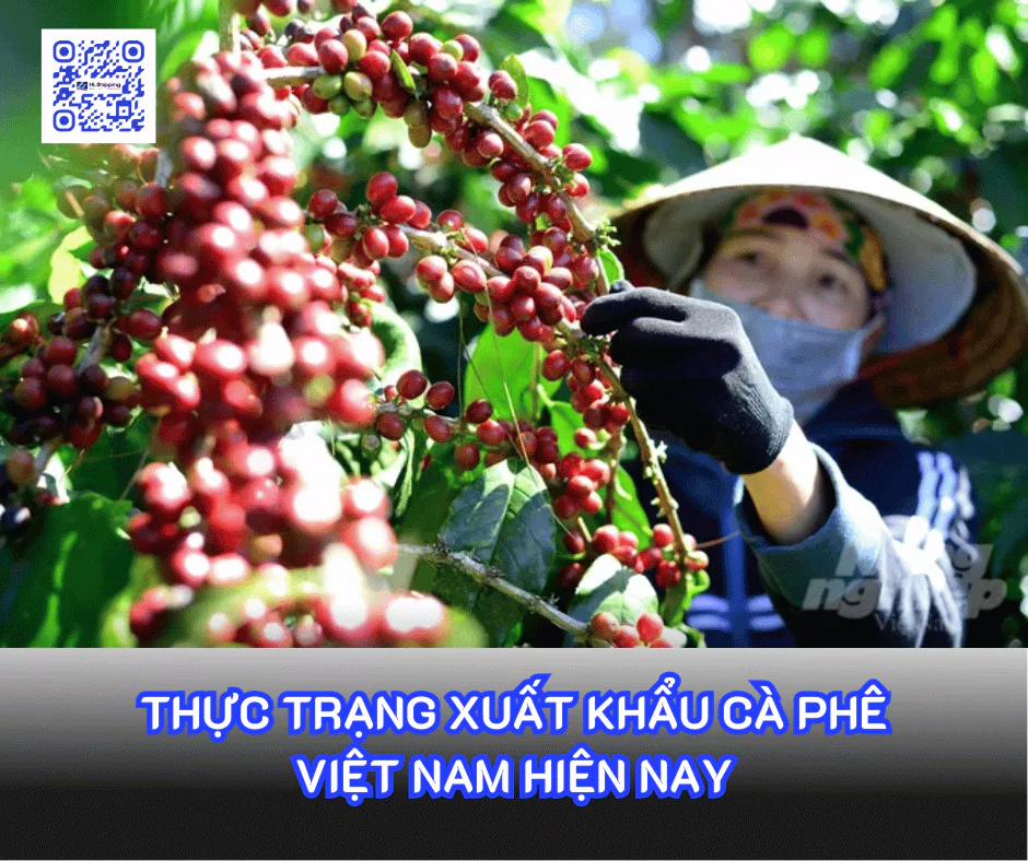 Thực trạng xuất khẩu Cà phê Việt Nam hiện nay