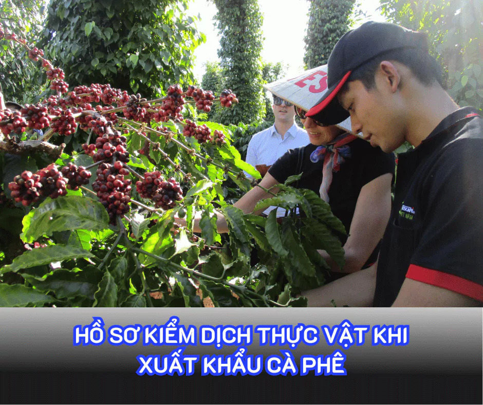 Hồ sơ kiểm dịch thực vật khi xuất khẩu cà phê