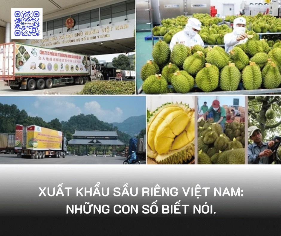 Xuất khẩu sầu riêng Việt Nam: Những con số biết nói.