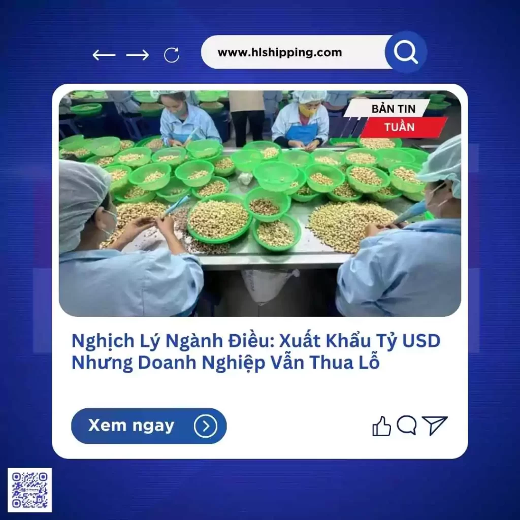 Nghịch Lý Ngành Điều: Xuất Khẩu Tỷ USD Nhưng Doanh Nghiệp Vẫn Thua Lỗ